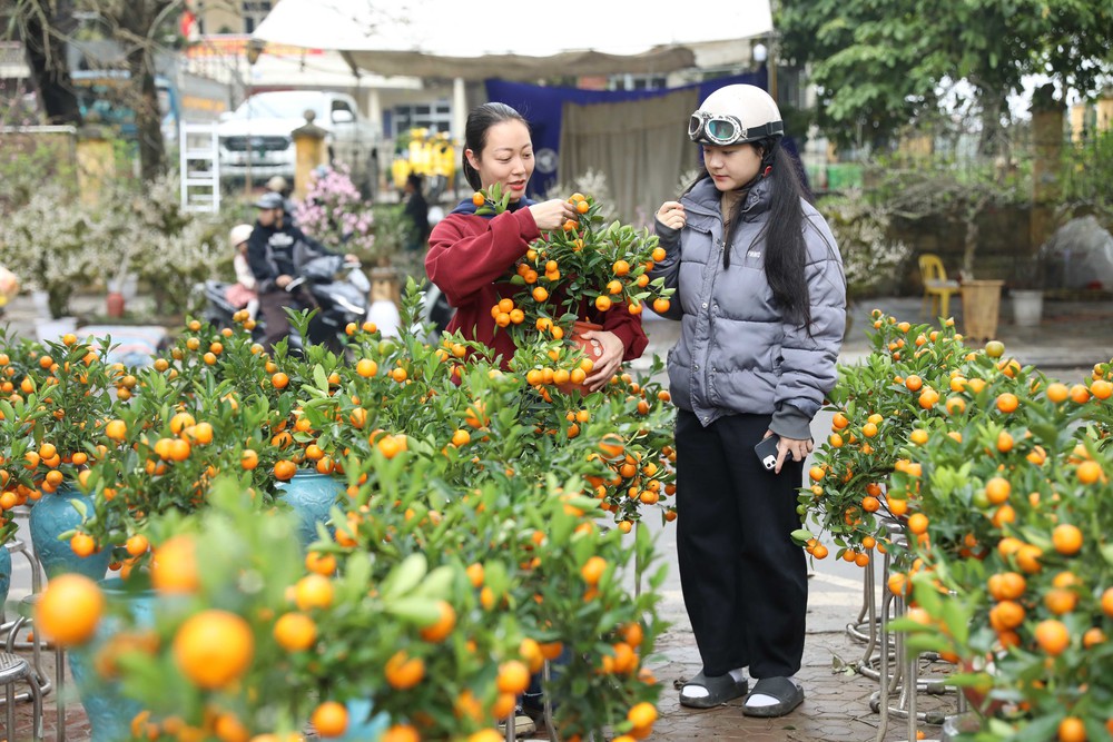 Ngày 29 Tết, đào, quất giảm giá sâu vẫn “đìu hiu” khách mua - Ảnh 2.