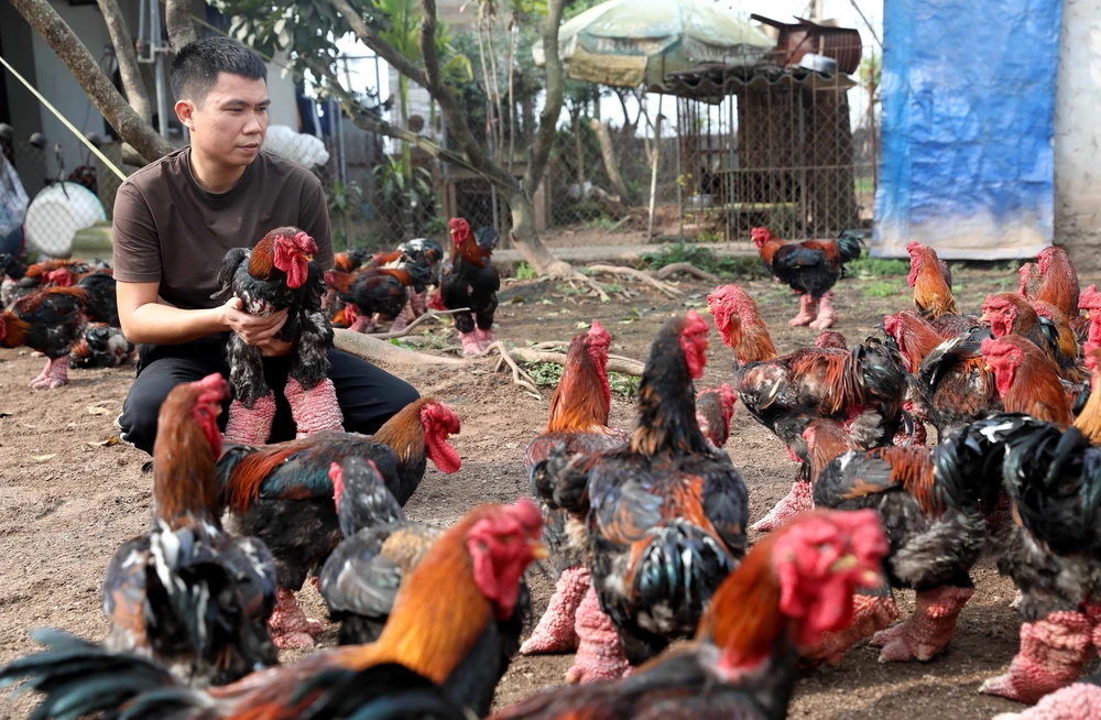 Đặc sản gà Đông Tảo hút khách dịp Tết - Ảnh 3.