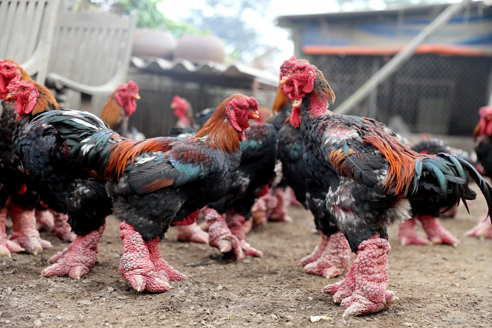 Đặc sản gà Đông Tảo hút khách dịp Tết - Ảnh 5.