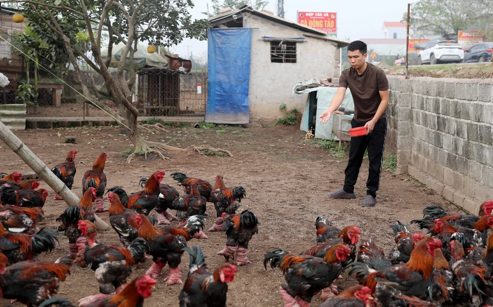 Đặc sản gà Đông Tảo hút khách dịp Tết - Ảnh 4.