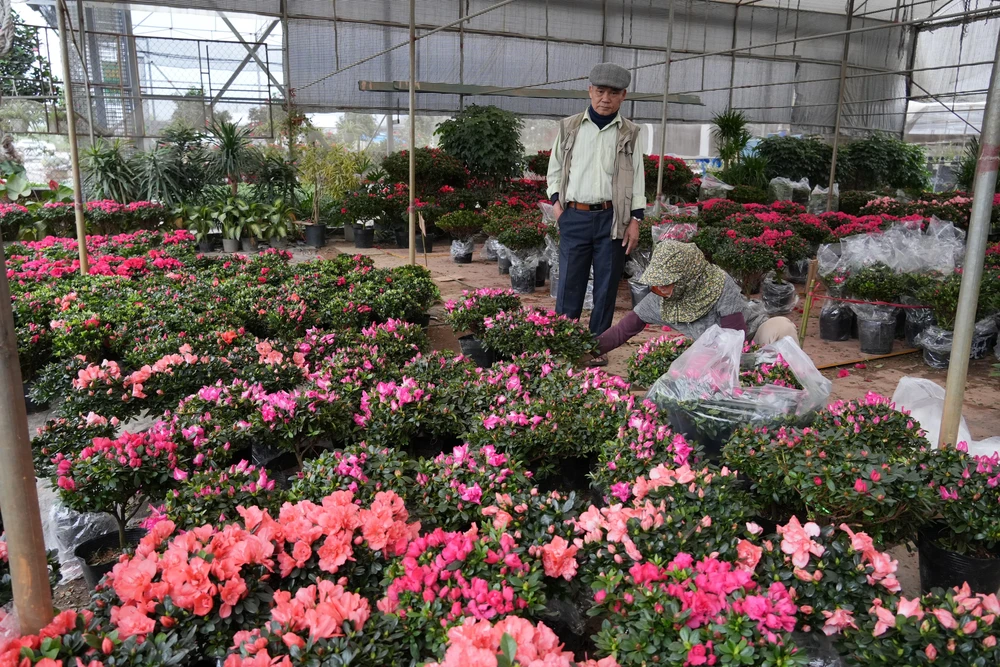 Làng Hoa lớn nhất Hưng Yên rực rỡ chào đón Tết - Ảnh 1.