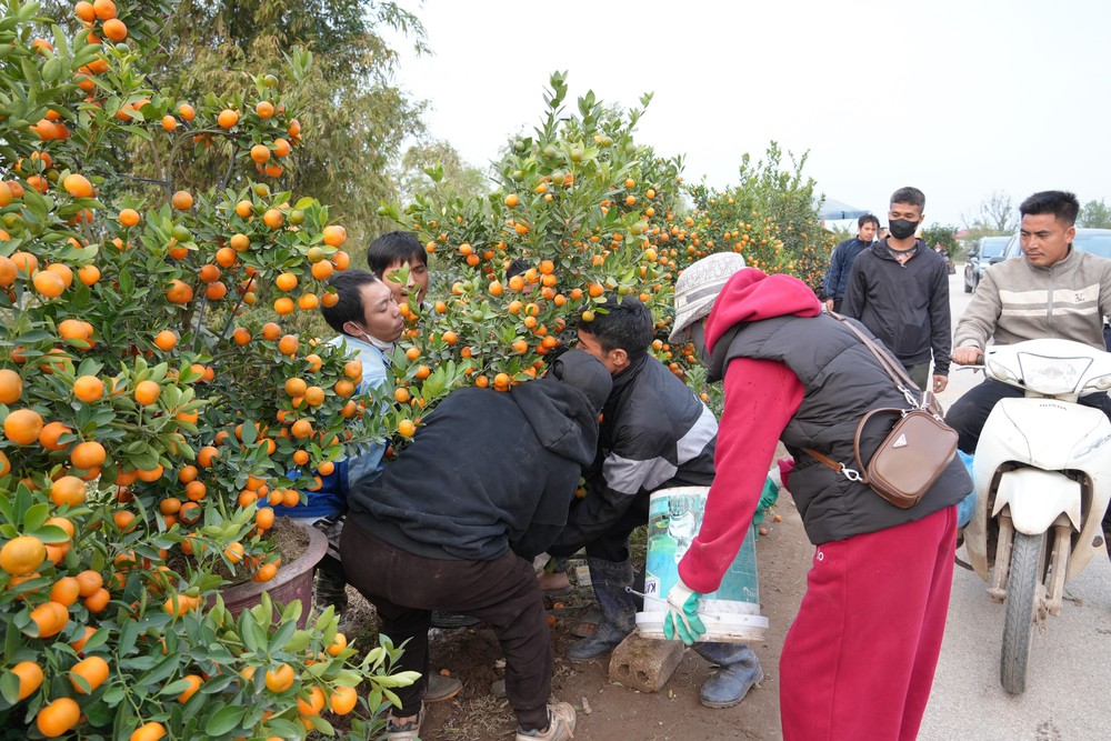 Làng Hoa lớn nhất Hưng Yên rực rỡ chào đón Tết - Ảnh 4.