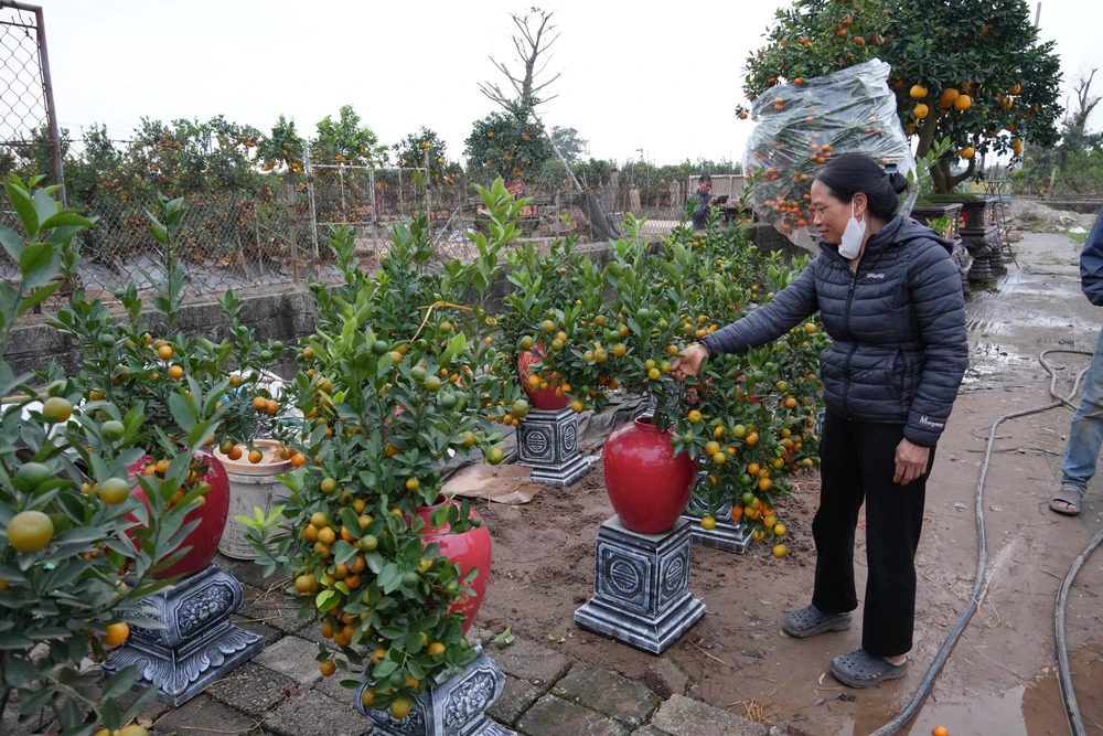 Làng Hoa lớn nhất Hưng Yên rực rỡ chào đón Tết - Ảnh 7.