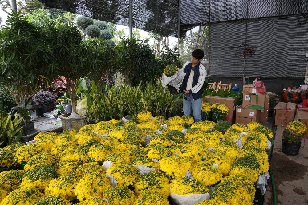 Làng Hoa lớn nhất Hưng Yên rực rỡ chào đón Tết - Ảnh 6.