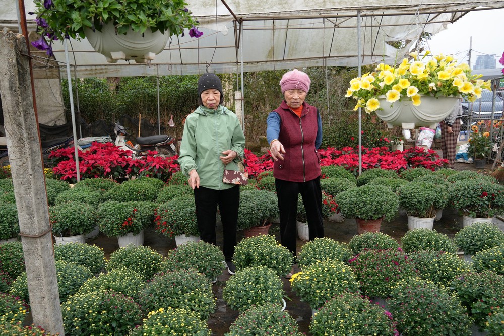 Làng Hoa lớn nhất Hưng Yên rực rỡ chào đón Tết - Ảnh 5.