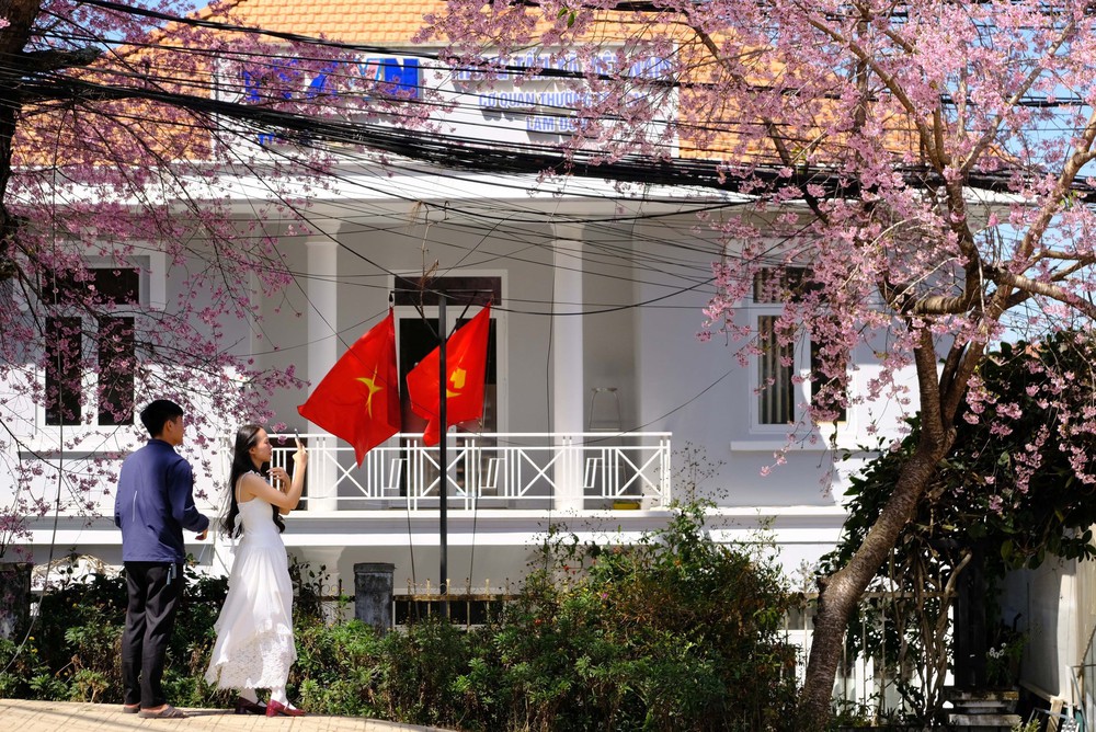 Mùa hoa mai anh đào Đà Lạt – mùa lễ hội của nhân dân - Ảnh 8.