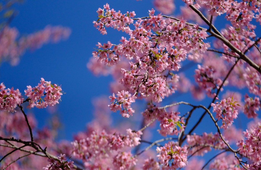 Mùa hoa mai anh đào Đà Lạt – mùa lễ hội của nhân dân - Ảnh 7.