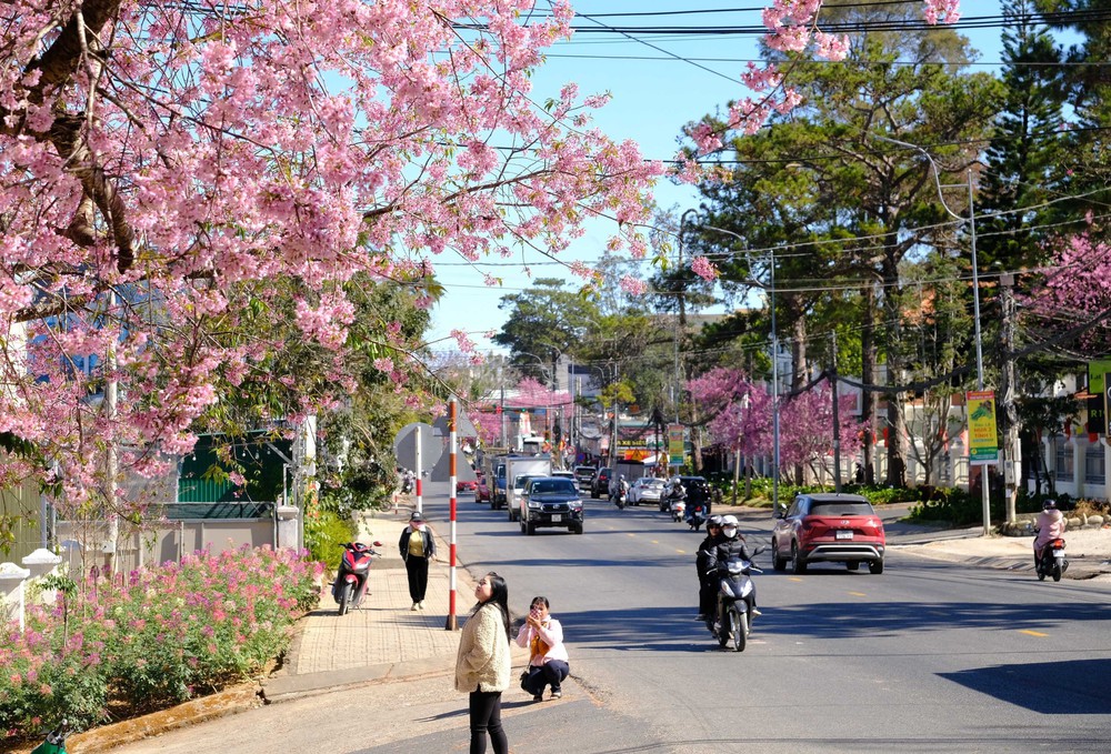 Mùa hoa mai anh đào Đà Lạt – mùa lễ hội của nhân dân - Ảnh 4.
