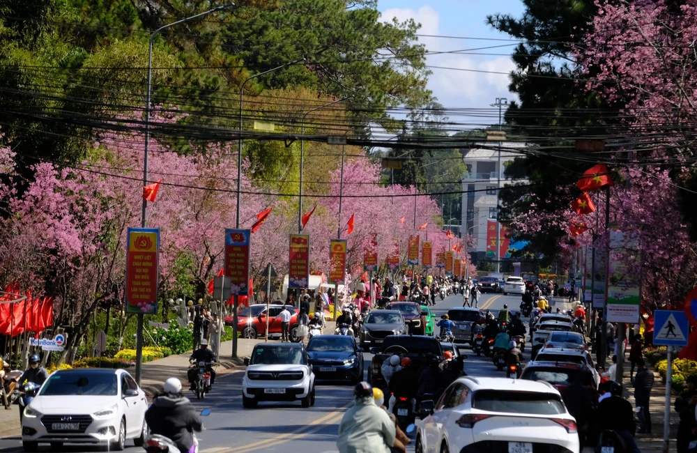 Mùa hoa mai anh đào Đà Lạt – mùa lễ hội của nhân dân - Ảnh 2.