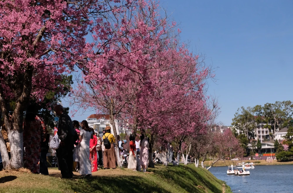 Mùa hoa mai anh đào Đà Lạt – mùa lễ hội của nhân dân - Ảnh 3.