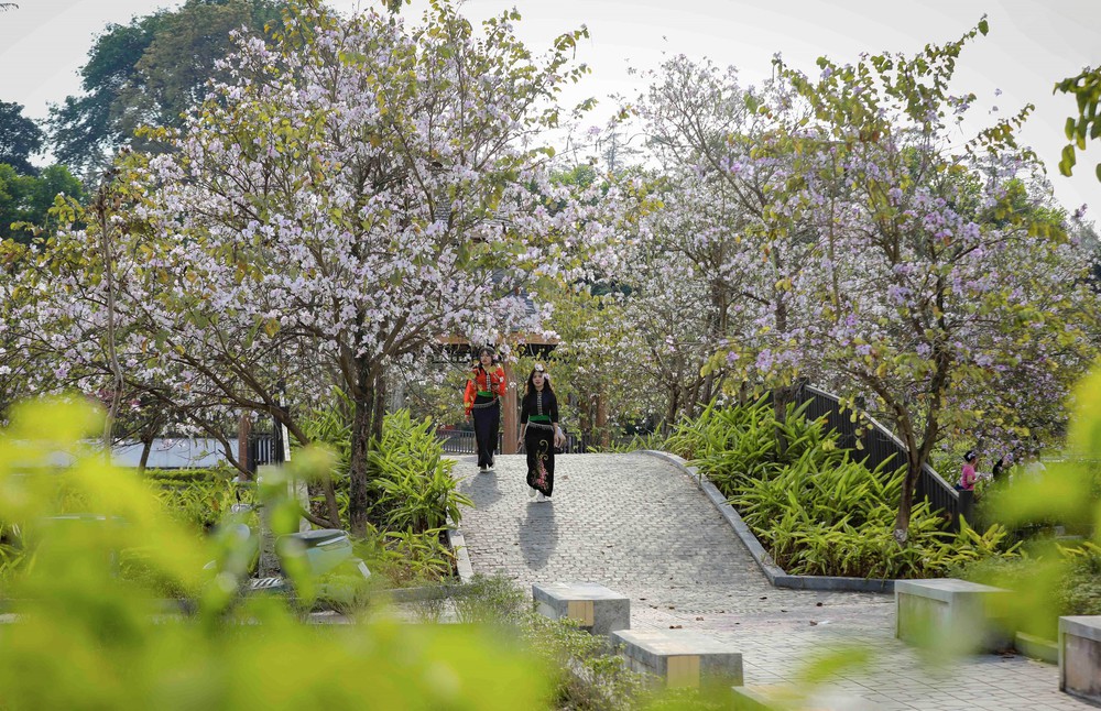 Hoa ban bung nở trên phố núi Điện Biên - Ảnh 1. Hoa ban bung nở trên phố núi Điện Biên - Ảnh 1.