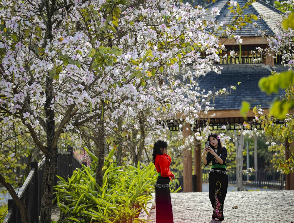 Hoa ban bung nở trên phố núi Điện Biên - Ảnh 11. Hoa ban bung nở trên phố núi Điện Biên - Ảnh 11.