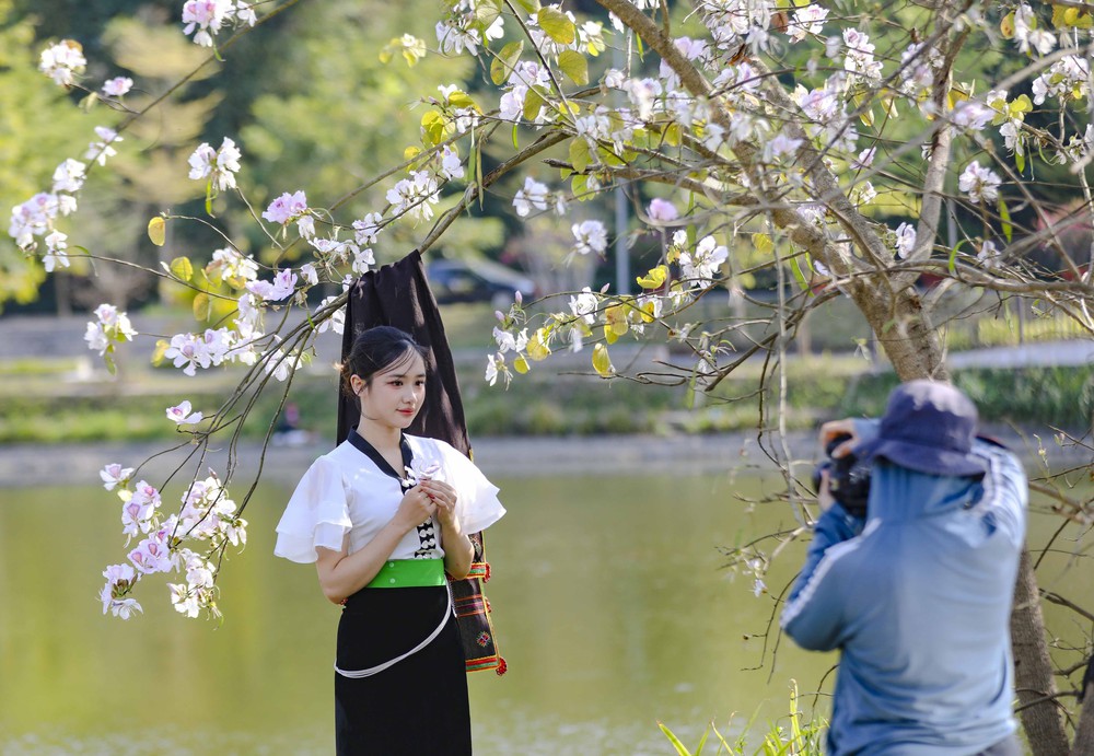 Hoa ban bung nở trên phố núi Điện Biên - Ảnh 9. Hoa ban bung nở trên phố núi Điện Biên - Ảnh 9.