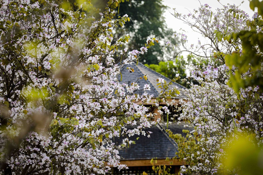 Hoa ban bung nở trên phố núi Điện Biên - Ảnh 3. Hoa ban bung nở trên phố núi Điện Biên - Ảnh 3.