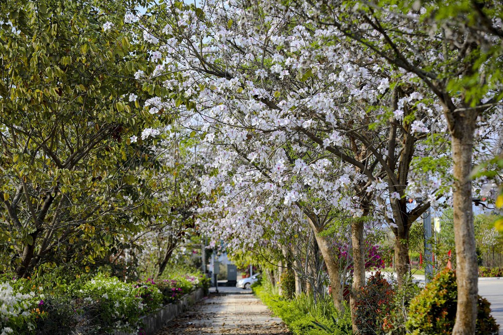 Hoa ban bung nở trên phố núi Điện Biên - Ảnh 2. Hoa ban bung nở trên phố núi Điện Biên - Ảnh 2.