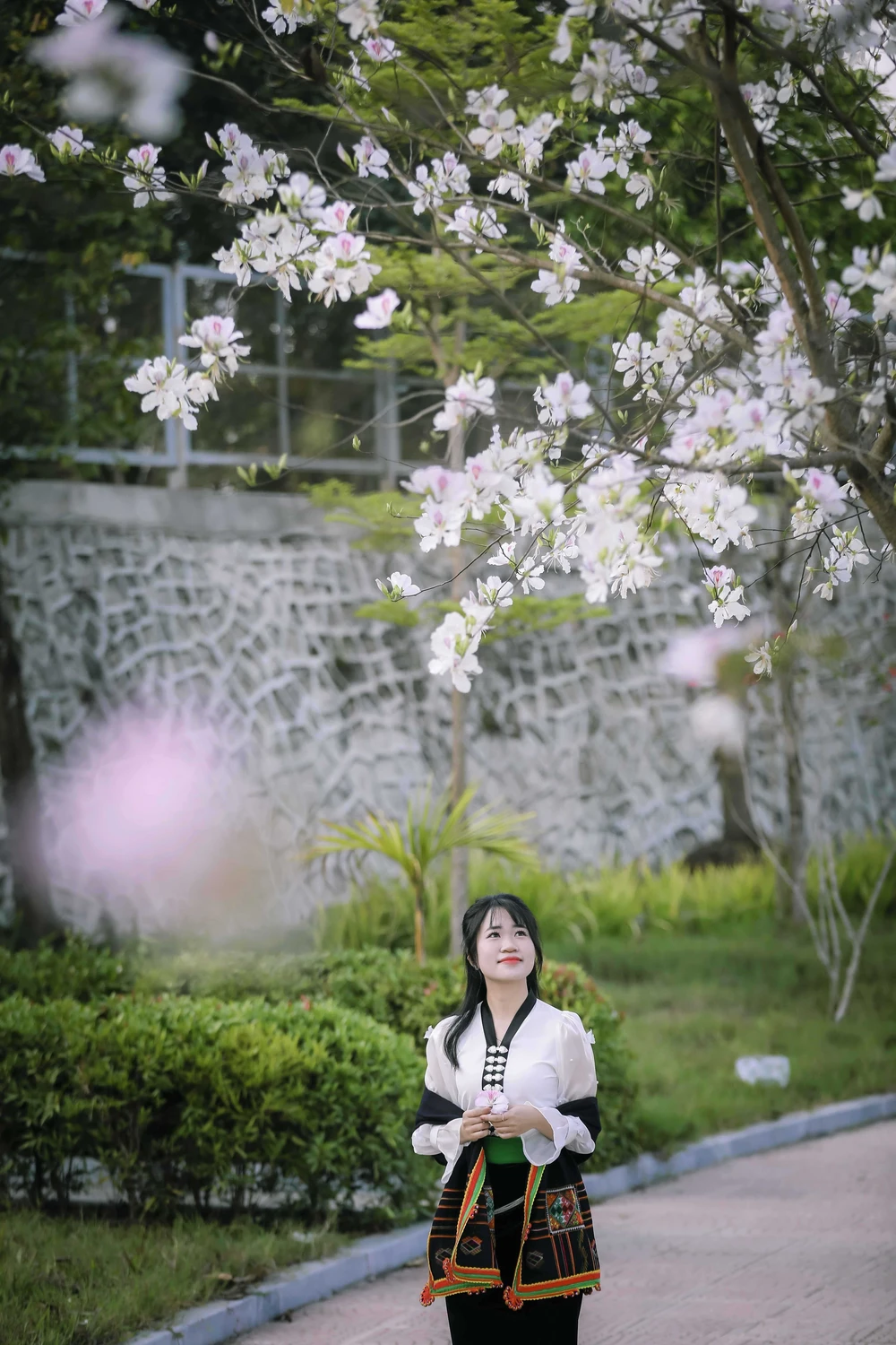 Hoa ban bung nở trên phố núi Điện Biên - Ảnh 8. Hoa ban bung nở trên phố núi Điện Biên - Ảnh 8.