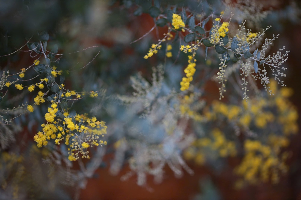 Đà Lạt những ngày sau Tết: Lạc bước giữa bản tình ca của Mai anh đào, Ban trắng và Mimosa - Ảnh 10.