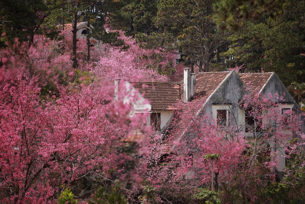 Đà Lạt những ngày sau Tết: Lạc bước giữa bản tình ca của Mai anh đào, Ban trắng và Mimosa - Ảnh 13.