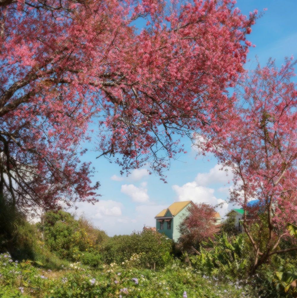 Đà Lạt những ngày sau Tết: Lạc bước giữa bản tình ca của Mai anh đào, Ban trắng và Mimosa - Ảnh 2.