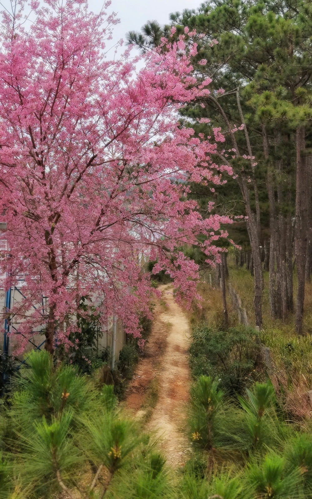 Đà Lạt những ngày sau Tết: Lạc bước giữa bản tình ca của Mai anh đào, Ban trắng và Mimosa - Ảnh 12.