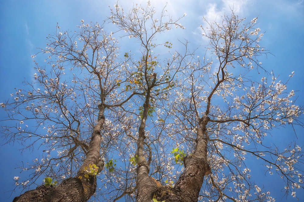 Đà Lạt những ngày sau Tết: Lạc bước giữa bản tình ca của Mai anh đào, Ban trắng và Mimosa - Ảnh 6.
