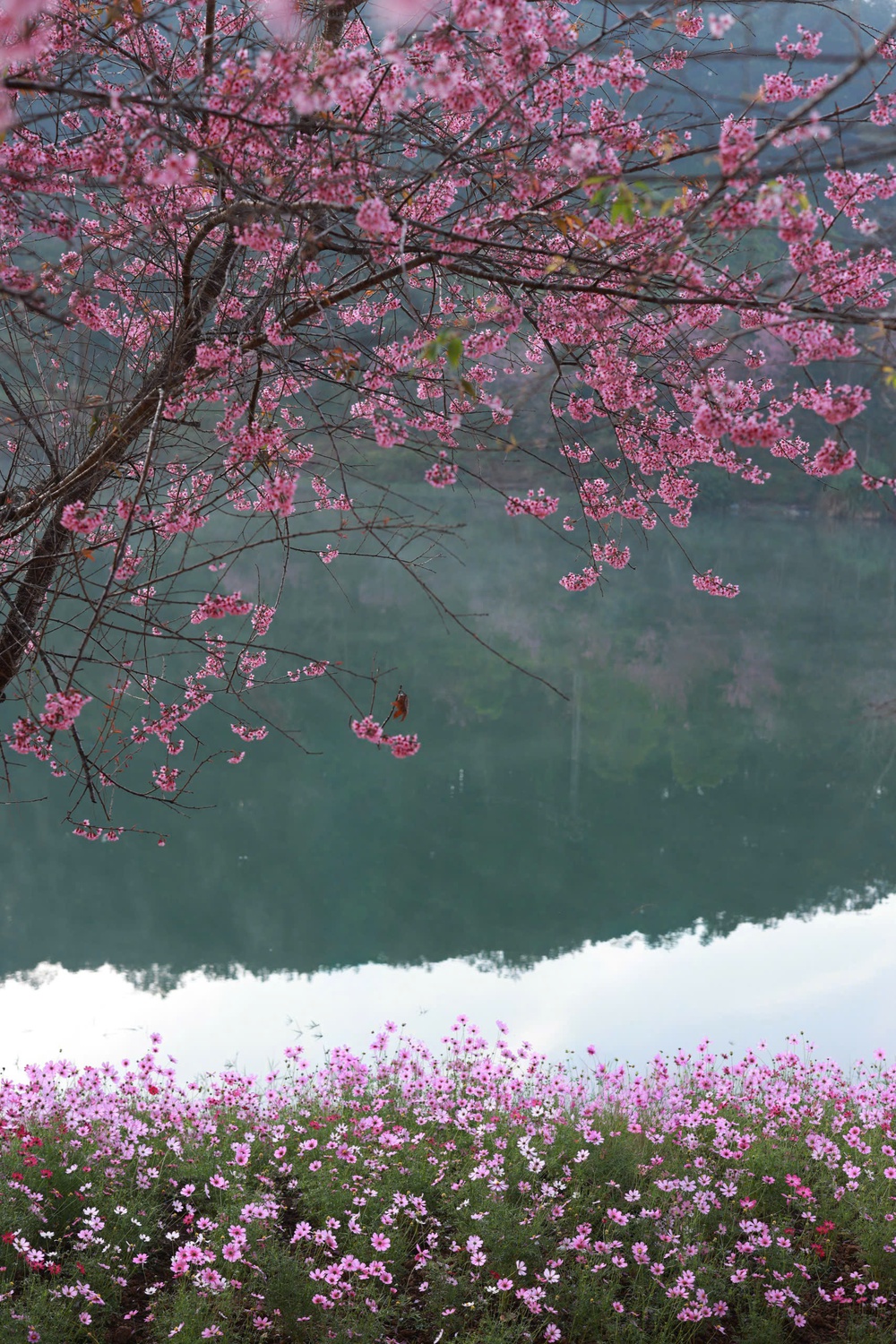 Đà Lạt những ngày sau Tết: Lạc bước giữa bản tình ca của Mai anh đào, Ban trắng và Mimosa - Ảnh 11.