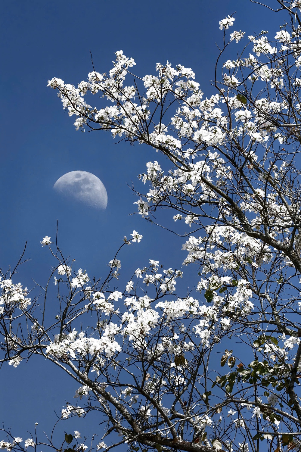 Đà Lạt những ngày sau Tết: Lạc bước giữa bản tình ca của Mai anh đào, Ban trắng và Mimosa - Ảnh 8.