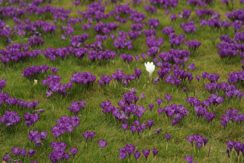 Hoa xuân nở rộ trong khoảnh khắc giao mùa tại London - Ảnh 3.