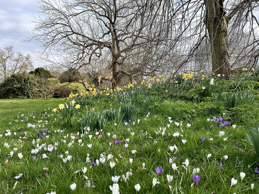 Hoa xuân nở rộ trong khoảnh khắc giao mùa tại London - Ảnh 2.