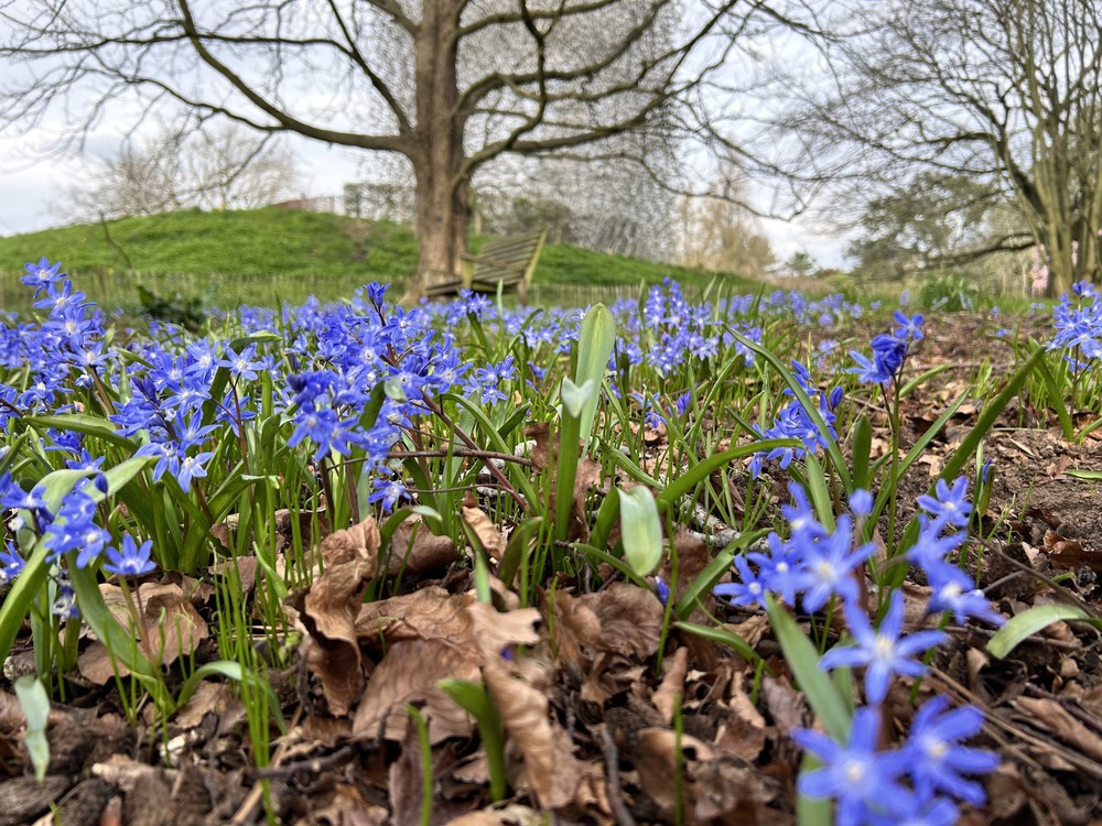 Hoa xuân nở rộ trong khoảnh khắc giao mùa tại London - Ảnh 1.