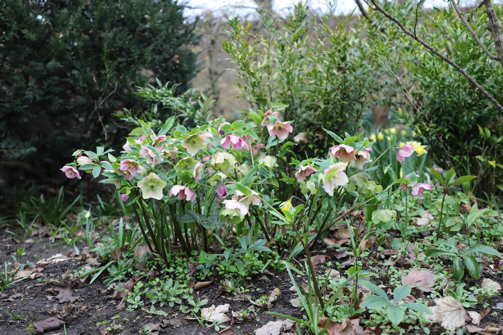 Hoa xuân nở rộ trong khoảnh khắc giao mùa tại London - Ảnh 4.