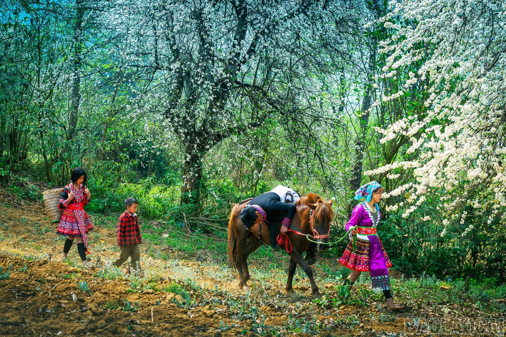 Ngựa thồ và câu chuyện giữ bản sắc văn hóa vùng cao - Ảnh 1.