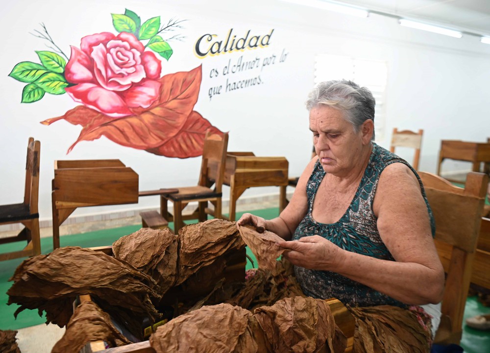 Xì-gà: Động lực kinh tế và biểu tượng bản sắc của Cuba - Ảnh 2.