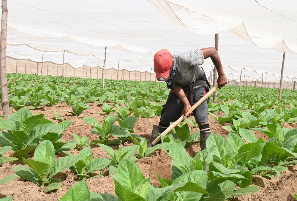 Xì-gà: Động lực kinh tế và biểu tượng bản sắc của Cuba - Ảnh 1.