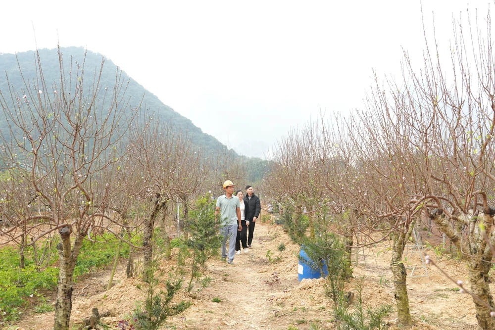 Đa dạng sản phẩm cây đào phai phục vụ Tết - Ảnh 3.