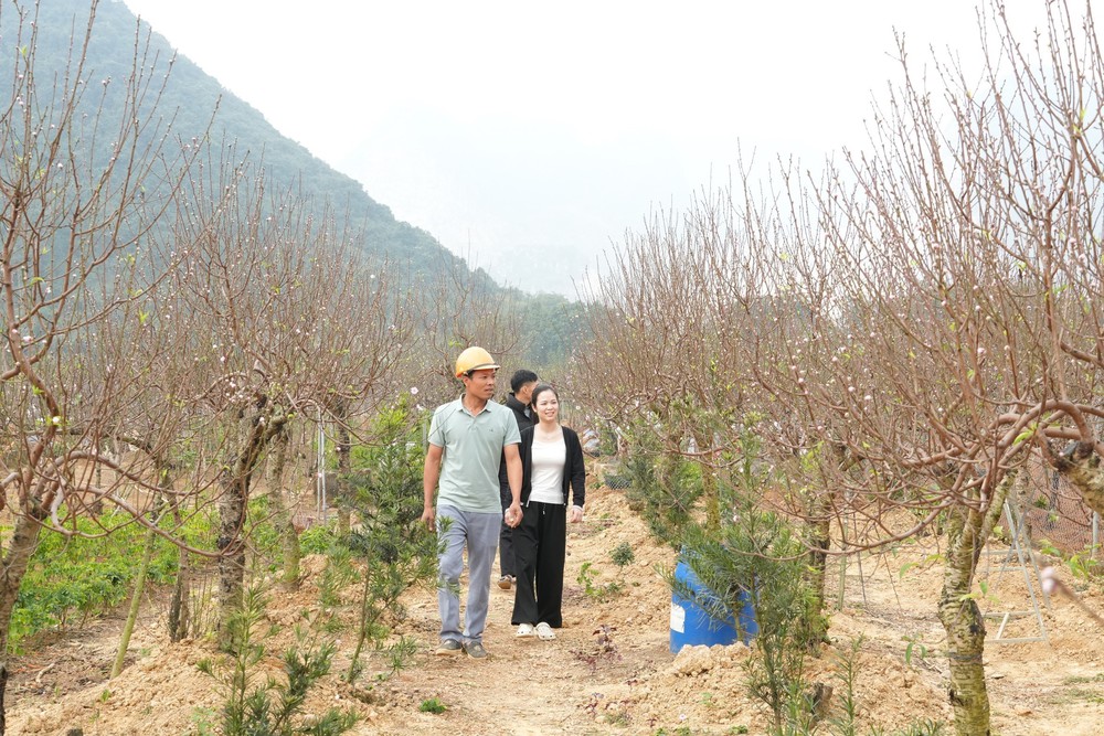 Đa dạng sản phẩm cây đào phai phục vụ Tết - Ảnh 4.