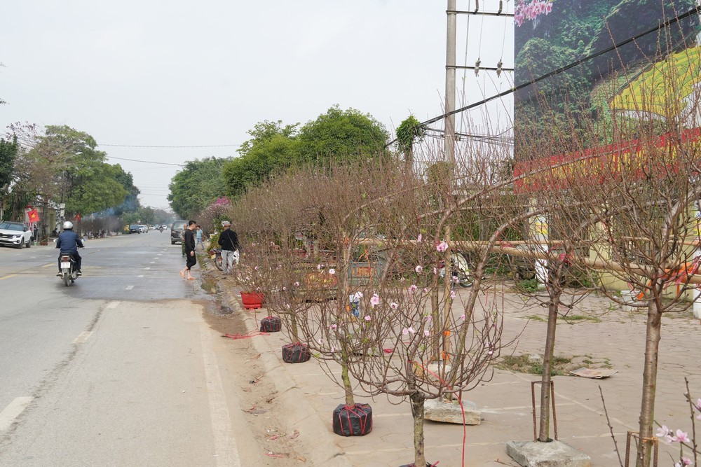 Đa dạng sản phẩm cây đào phai phục vụ Tết - Ảnh 6.