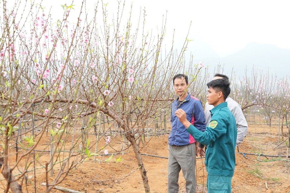 Đa dạng sản phẩm cây đào phai phục vụ Tết - Ảnh 1.