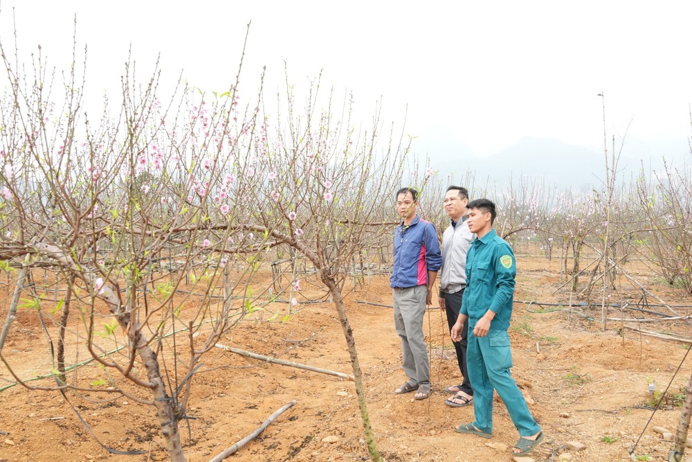 Đa dạng sản phẩm cây đào phai phục vụ Tết - Ảnh 2.