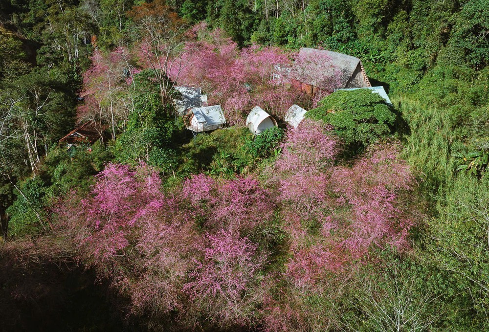 Mai Anh Đào nở rộ tại Măng Đen - Ảnh 1.