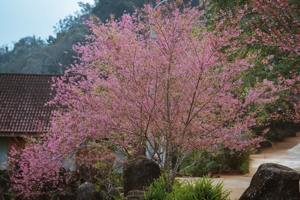 Mai Anh Đào nở rộ tại Măng Đen - Ảnh 7.