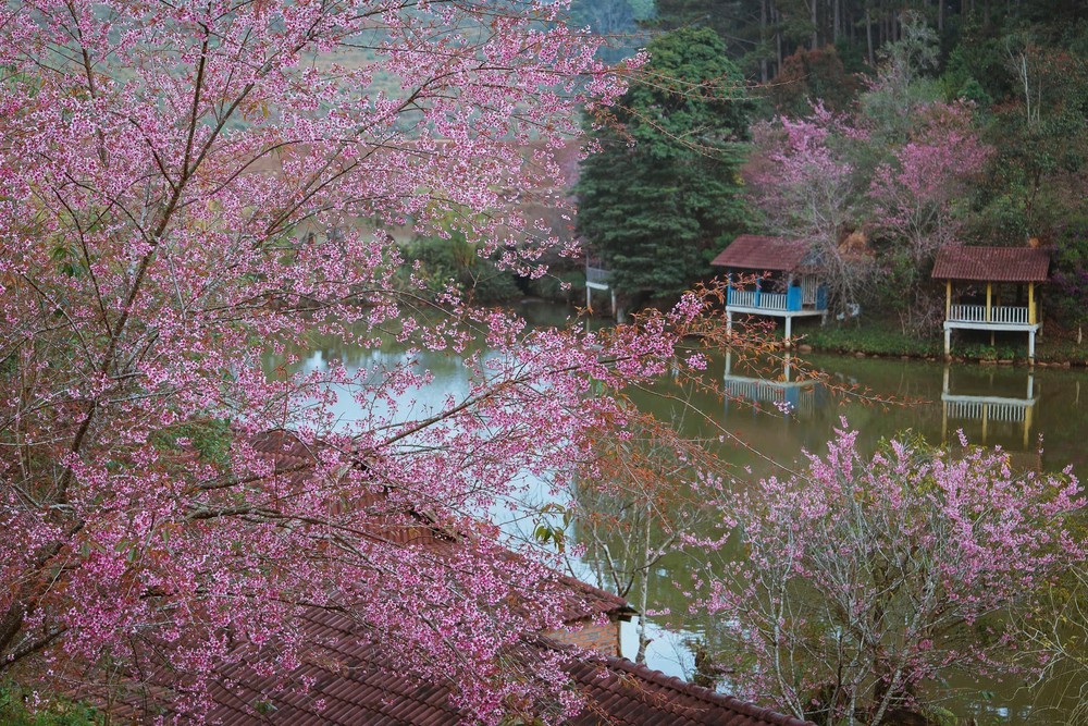 Mai Anh Đào nở rộ tại Măng Đen - Ảnh 6.