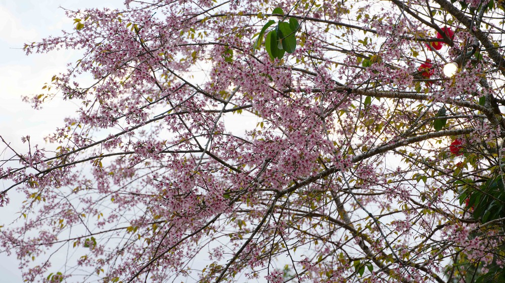 Mai Anh Đào nở rộ tại Măng Đen - Ảnh 4.