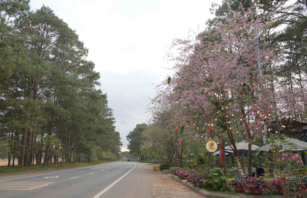 Mai Anh Đào nở rộ tại Măng Đen - Ảnh 3.