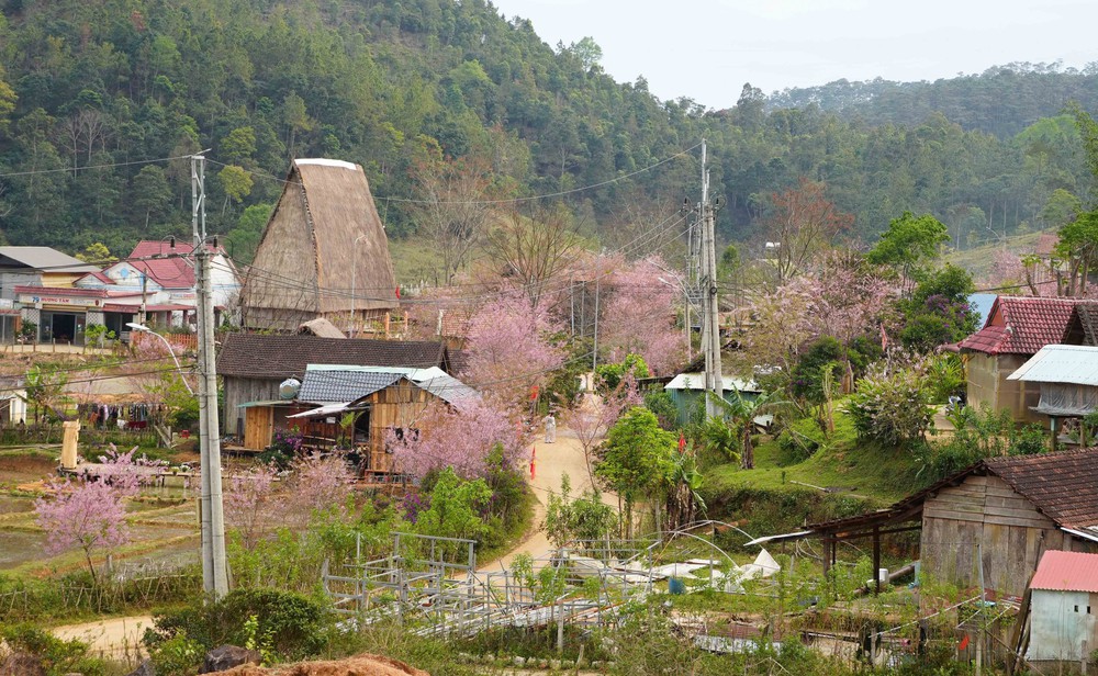 Mai Anh Đào nở rộ tại Măng Đen - Ảnh 2.