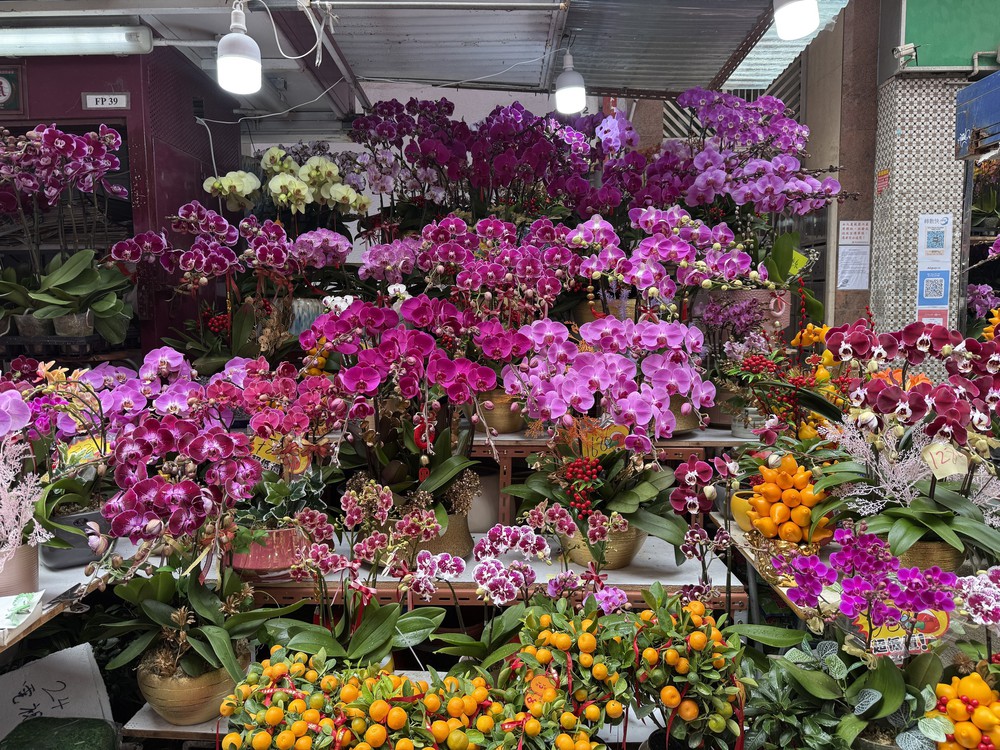 Thú chơi hoa lan ngày Tết của người dân Hong Kong (Trung Quốc) - Ảnh 1.