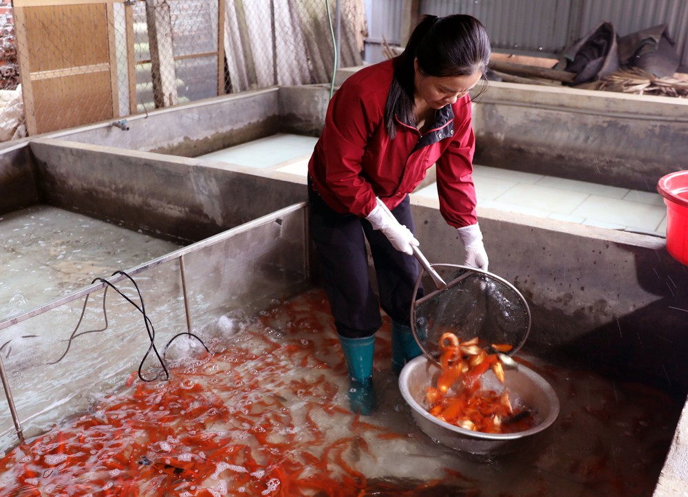 Làng cá chép đỏ Thủy Trầm nhộn nhịp trước ngày ông Công, ông Táo - Ảnh 5.