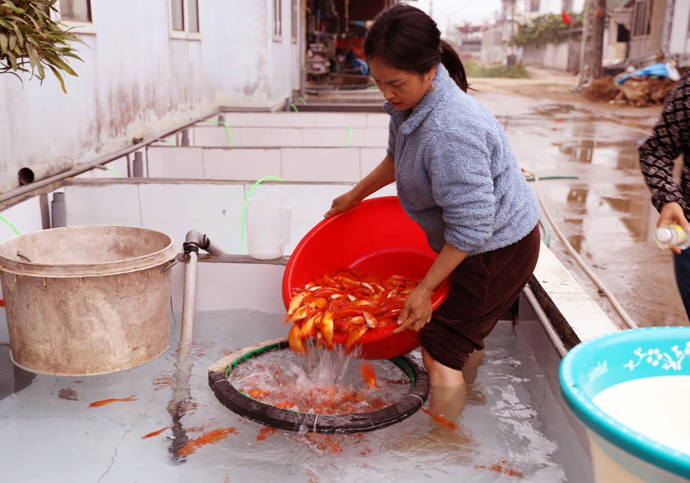 Làng cá chép đỏ Thủy Trầm nhộn nhịp trước ngày ông Công, ông Táo - Ảnh 3.
