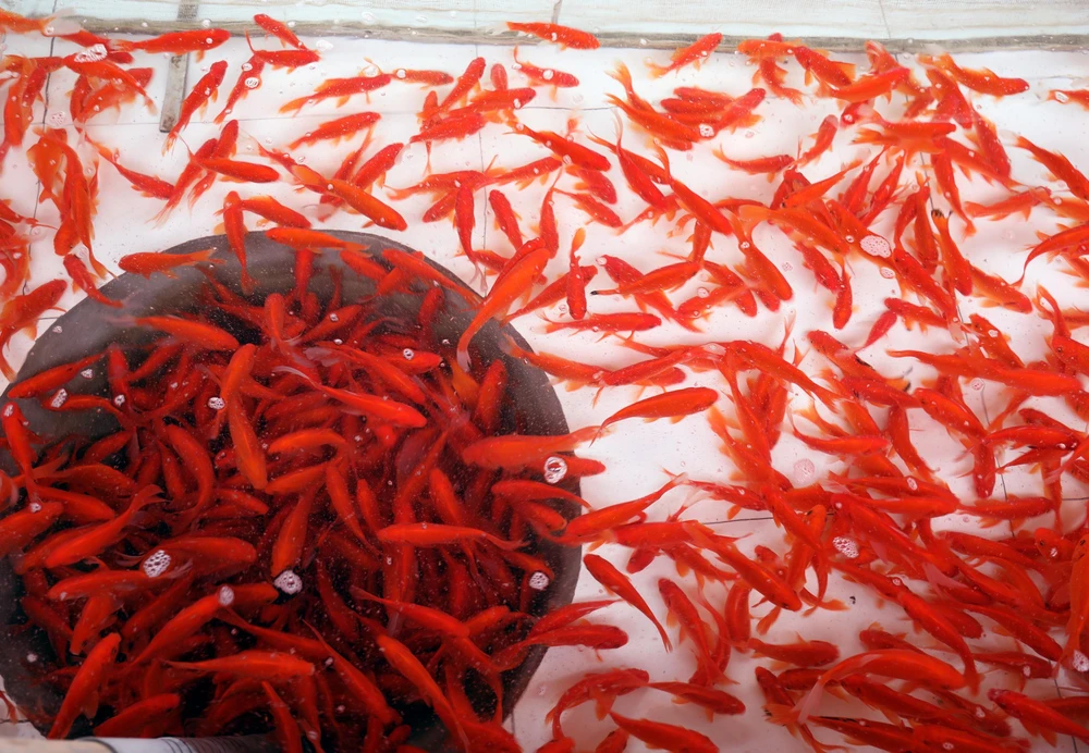 Làng cá chép đỏ Thủy Trầm nhộn nhịp trước ngày ông Công, ông Táo - Ảnh 2.