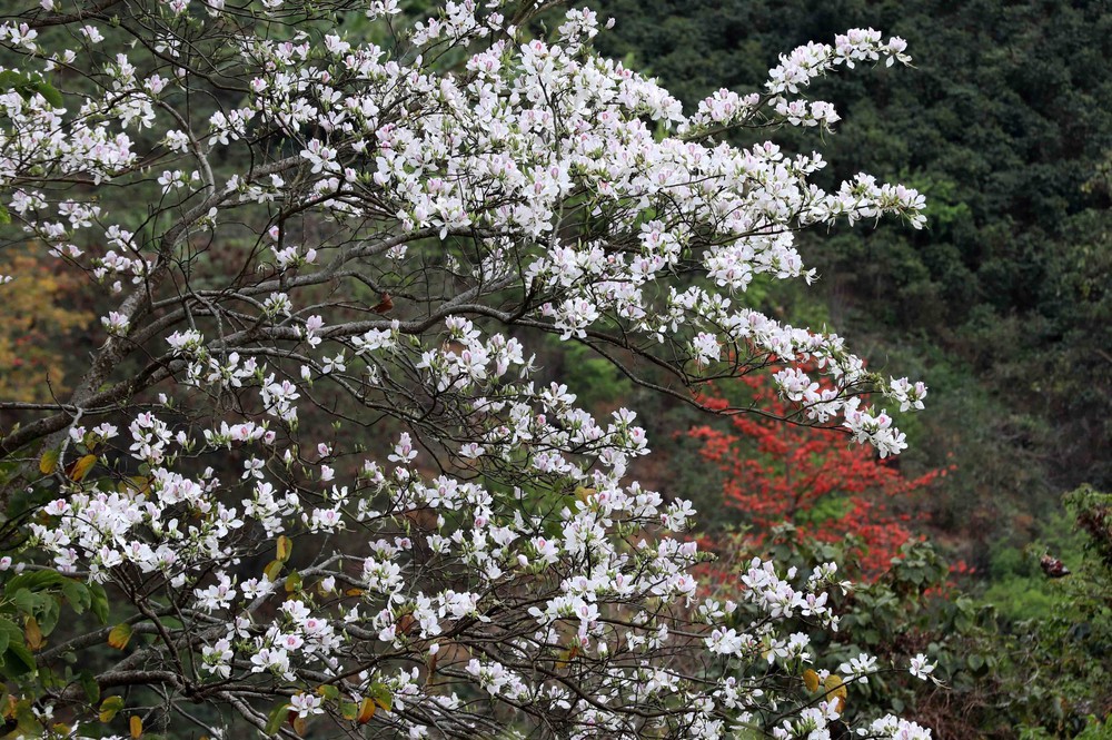 Hoa gạo, hoa ban đua nhau khoe sắc trên đèo Pha Đin - Ảnh 3.